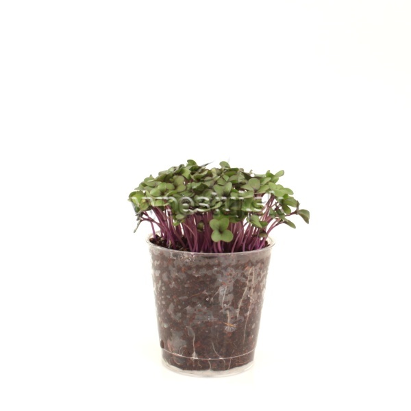 Kaleráb červený semená na nakličovanie a microgreens 1 kg